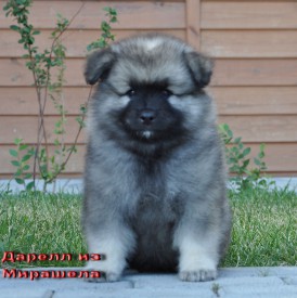 Дарелл из Мирашела.45д.3.jpg (229.68 КБ, Просмотров: 3504) Дарелл из Мирашела.45д.3.jpg