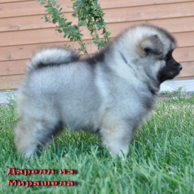 Дарелл из Мирашела.45д.4.jpg (247.34 КБ, Просмотров: 3504) Дарелл из Мирашела.45д.4.jpg