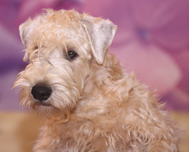 Лео_1.jpg (288.27 КБ, Просмотров: 1532) Лео_1.jpg