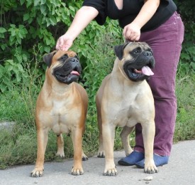 Чеза и Барин.jpg (80.33 КБ, Просмотров: 3318) Чеза и Барин.jpg