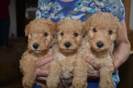 братикиЗ-пом.jpg (429.41 КБ, Просмотров: 5185) братикиЗ-пом.jpg