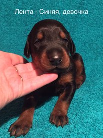 дс.jpg (198.09 КБ, Просмотров: 1934) дс.jpg