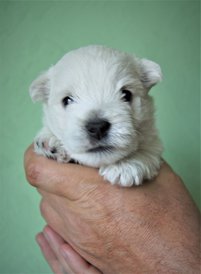 жемчужина 1.jpg (233.39 КБ, Просмотров: 1807) жемчужина 1.jpg