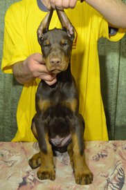 кобель к.jpg (252.42 КБ, Просмотров: 1703) кобель к.jpg