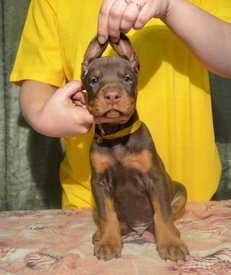 мк.jpg (195.93 КБ, Просмотров: 1763) мк.jpg