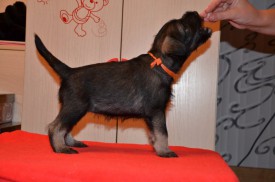 оранж.jpg (60.28 КБ, Просмотров: 3327) оранж.jpg