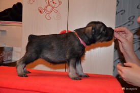 розовая.jpg (198.24 КБ, Просмотров: 3327) розовая.jpg