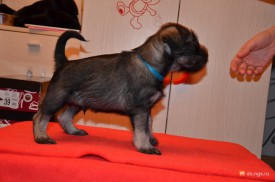 синий.jpg (200.11 КБ, Просмотров: 3327) синий.jpg