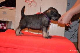 сирень.jpg (186.18 КБ, Просмотров: 3328) сирень.jpg