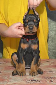 сука кра.jpg (211.91 КБ, Просмотров: 1764) сука кра.jpg