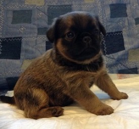 1 мес мальчик.jpg (37.4 КБ, Просмотров: 2215) 1 мес мальчик.jpg