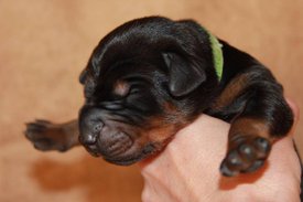 1.jpg (47.46 КБ, Просмотров: 2666) 1.jpg