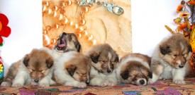 14.jpg (135.14 КБ, Просмотров: 1616) 14.jpg