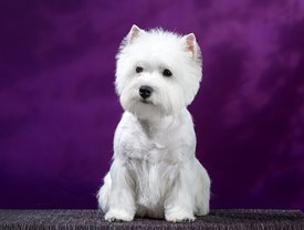 16.jpg (74.53 КБ, Просмотров: 2222) 16.jpg