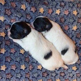 2ое из ларца — копия.jpg