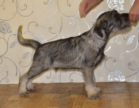 2.jpg (257.68 КБ, Просмотров: 3219) 2.jpg