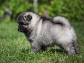 2048_3033.jpg (212.54 КБ, Просмотров: 1380) 2048_3033.jpg