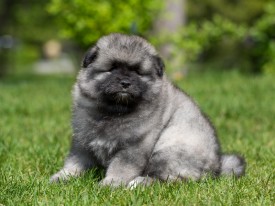 2048_3061.jpg (195.04 КБ, Просмотров: 1380) 2048_3061.jpg