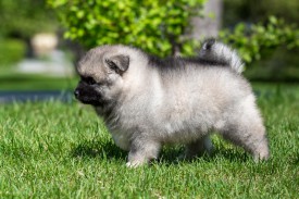 2048_3135.jpg (225.87 КБ, Просмотров: 1380) 2048_3135.jpg