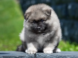 2048_3225.jpg (157.88 КБ, Просмотров: 1380) 2048_3225.jpg