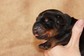 3.jpg (42.03 КБ, Просмотров: 2666) 3.jpg