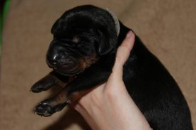 4.jpg (34.45 КБ, Просмотров: 2666) 4.jpg