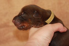 4.jpg (32.19 КБ, Просмотров: 2666) 4.jpg