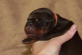 4.jpg (37.79 КБ, Просмотров: 2666) 4.jpg