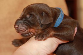 4.jpg (45.98 КБ, Просмотров: 2666) 4.jpg