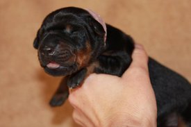 4.jpg (35.9 КБ, Просмотров: 2666) 4.jpg