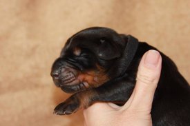 4.jpg (34.96 КБ, Просмотров: 2666) 4.jpg