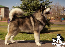 465_01.jpg (121.19 КБ, Просмотров: 1638) 465_01.jpg