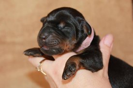 7.jpg (39.98 КБ, Просмотров: 2666) 7.jpg