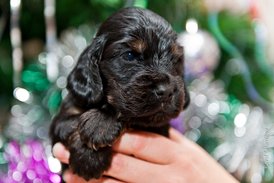 DSC_0171.jpg (167.3 КБ, Просмотров: 3300) DSC_0171.jpg