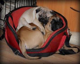 DSC_4872.JPG