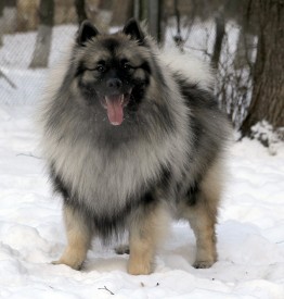 Fenix.s1.jpg (265.05 КБ, Просмотров: 3545) Fenix.s1.jpg