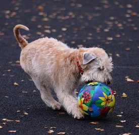 IMG-20171030-WA0022.jpg (180.21 КБ, Просмотров: 1532) IMG-20171030-WA0022.jpg