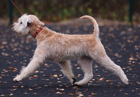 IMG-20171030-WA0038.jpg (177.37 КБ, Просмотров: 1532) IMG-20171030-WA0038.jpg