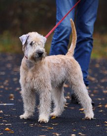 IMG-20171030-WA0040.jpg (166.33 КБ, Просмотров: 1532) IMG-20171030-WA0040.jpg