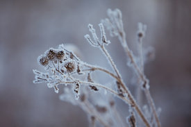 IMG_1704_1.jpg