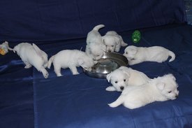IMG_4183.JPG