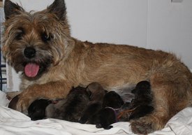 IMG_4954-1.jpg (385.14 КБ, Просмотров: 3829) IMG_4954-1.jpg