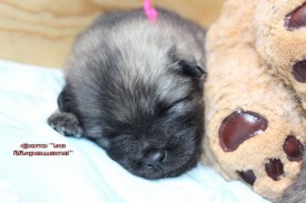 IMG_5552.jpgнадпись.jpg1.jpg (311.96 КБ, Просмотров: 3415) IMG_5552.jpgнадпись.jpg1.jpg