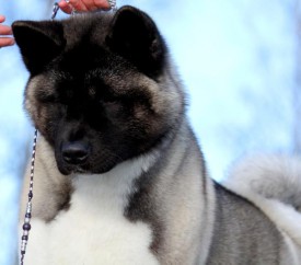 Jeamara's I Am You're Not.jpg (33.07 КБ, Просмотров: 8237) Jeamara's I Am You're Not.jpg