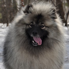 Show.p.small.jpg (98.61 КБ, Просмотров: 3508) Show.p.small.jpg