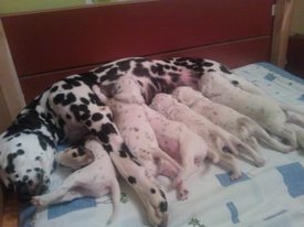 WP_0010651.jpg (26.01 КБ, Просмотров: 2037) WP_0010651.jpg