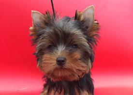 image.jpeg (110.21 КБ, Просмотров: 1571) image.jpeg