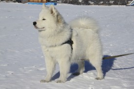 image.jpg (166.12 КБ, Просмотров: 1256) image.jpg