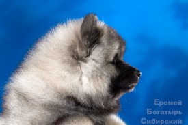 t сжат__4570.jpg