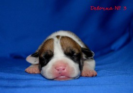 tKzBL-HSSCg.jpg (74.13 КБ, Просмотров: 1680) tKzBL-HSSCg.jpg